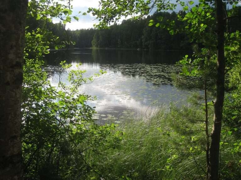 A lily-pad lake framed by birch and pine in Nuuksio National Park